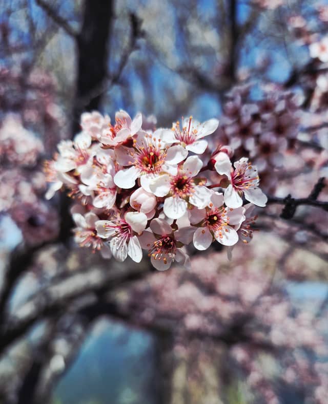 Shelley Spring Blossoms - Image 1