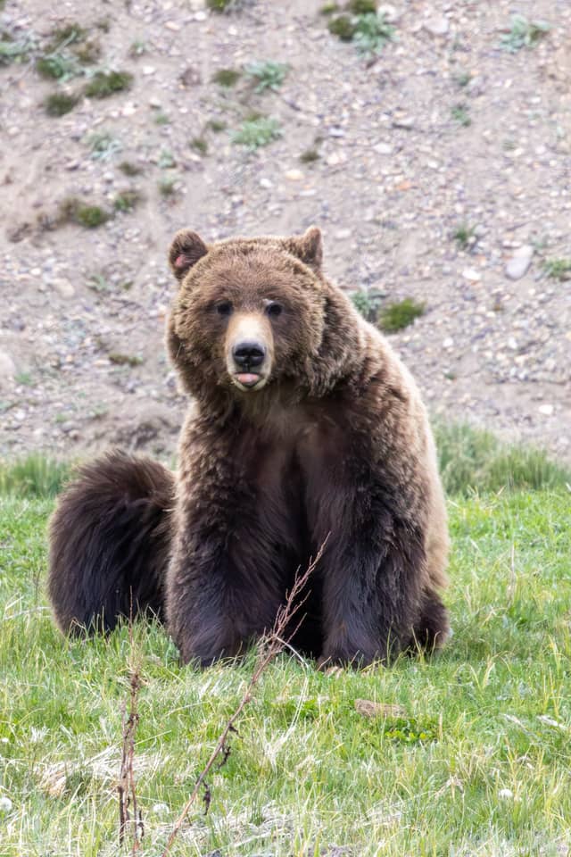 Yellowstone National Park Wildlife - Image 1