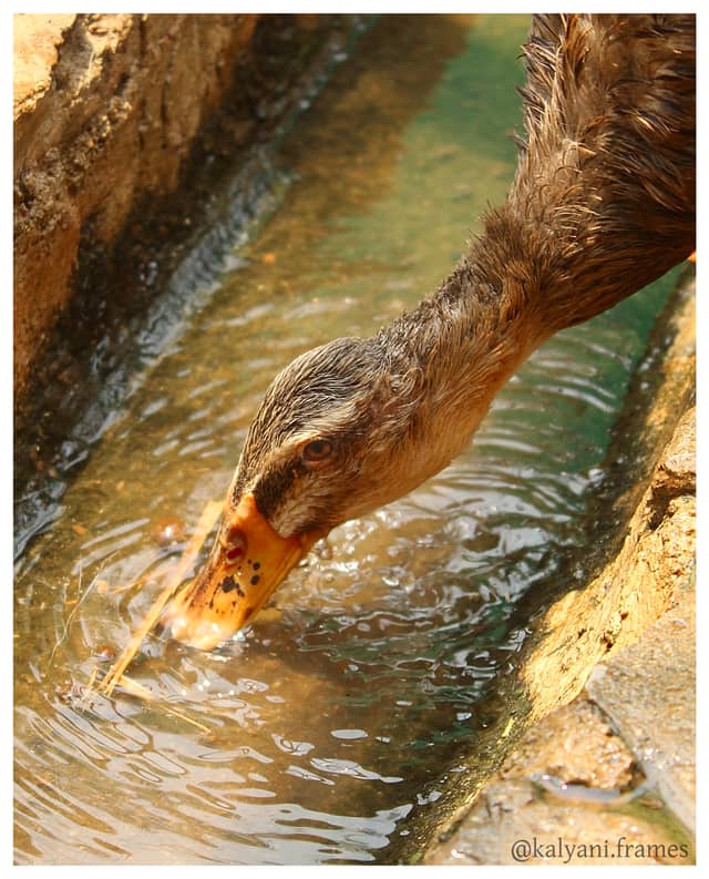Cubbon Park - Image 1
