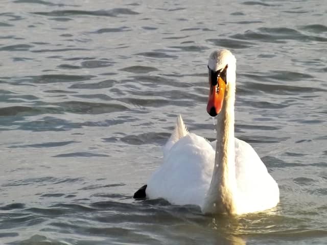 Lake Balaton Shore, Gyenesdiás - Image 1