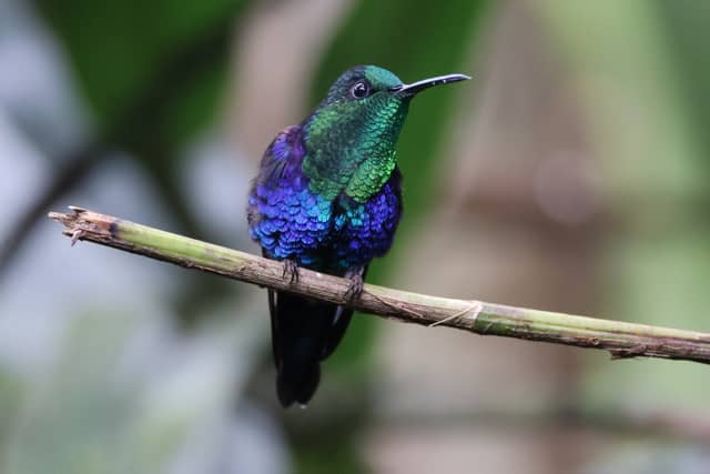 Tumbaco Valley Birding Spot - Image 1