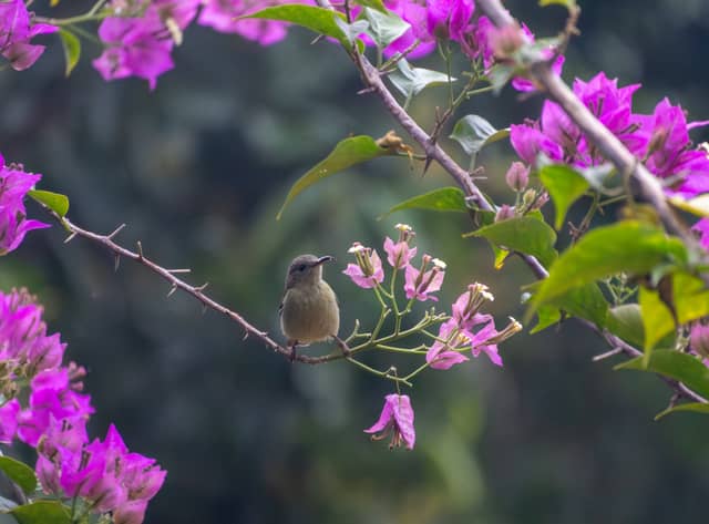 Hoan Kiem Lake Gardens - Image 1