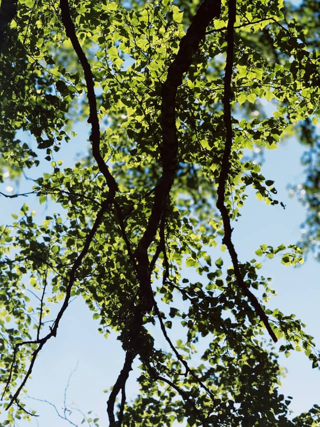Tyumen Birch Canopy - Image 1