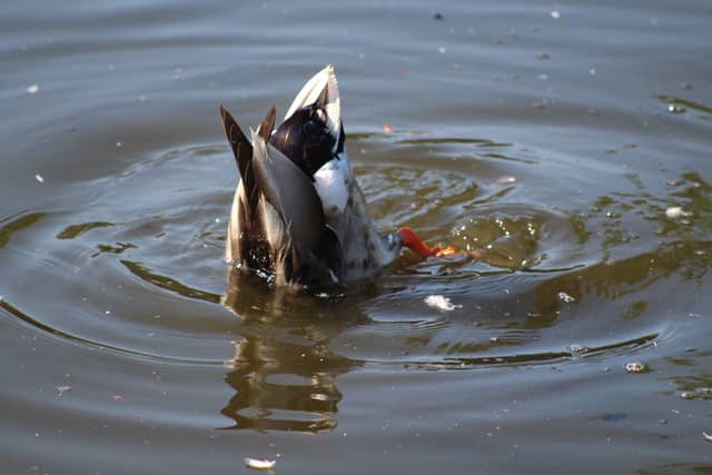 Hillsborough Park Lake - Image 1