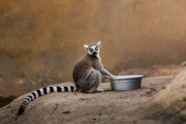 Cincinnati Zoo & Botanical Garden - Image 1