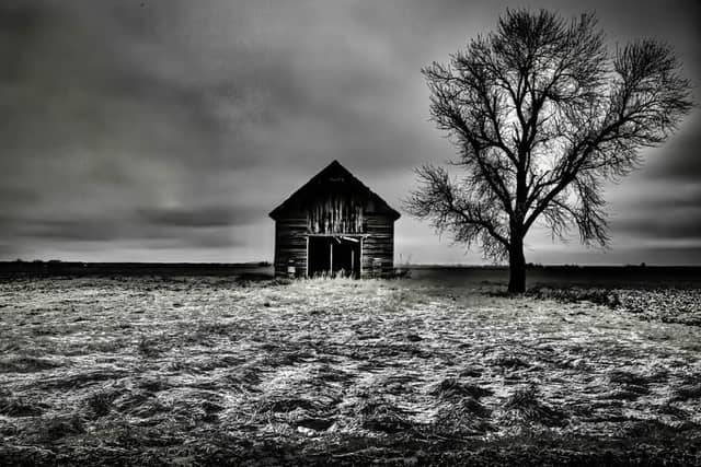 Kentland Rural Barn and Lone Tree - Image 1