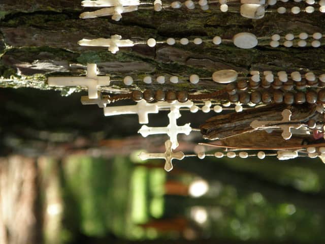 Bosque Energético de Miramar - Image 1