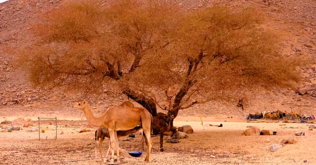 Tassili n'Ajjer Desert, Djanet - Image 1