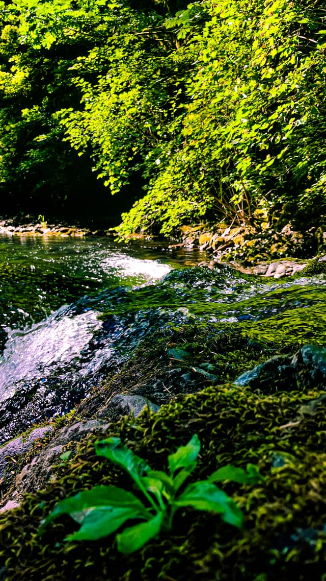 Warner Mountains Forest Stream - Image 1