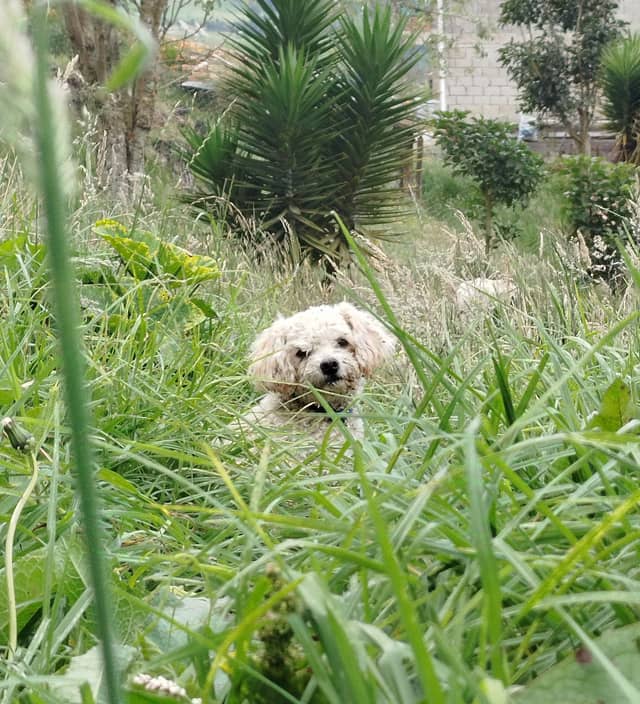 Cuenca Highland Garden - Image 1
