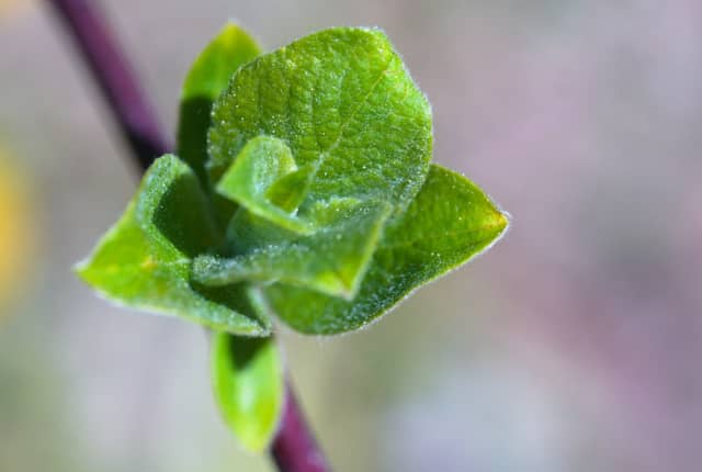 Holzkirchen Garden Macro - Image 1