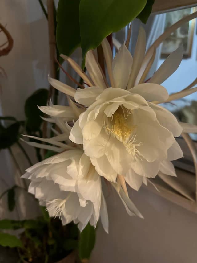 Queen of the Night Bloom, Caracas - Image 1
