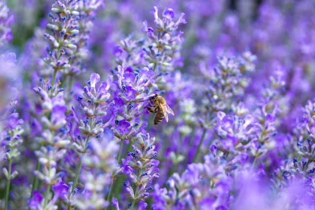 Velké Přílepy Lavender Garden - Image 1