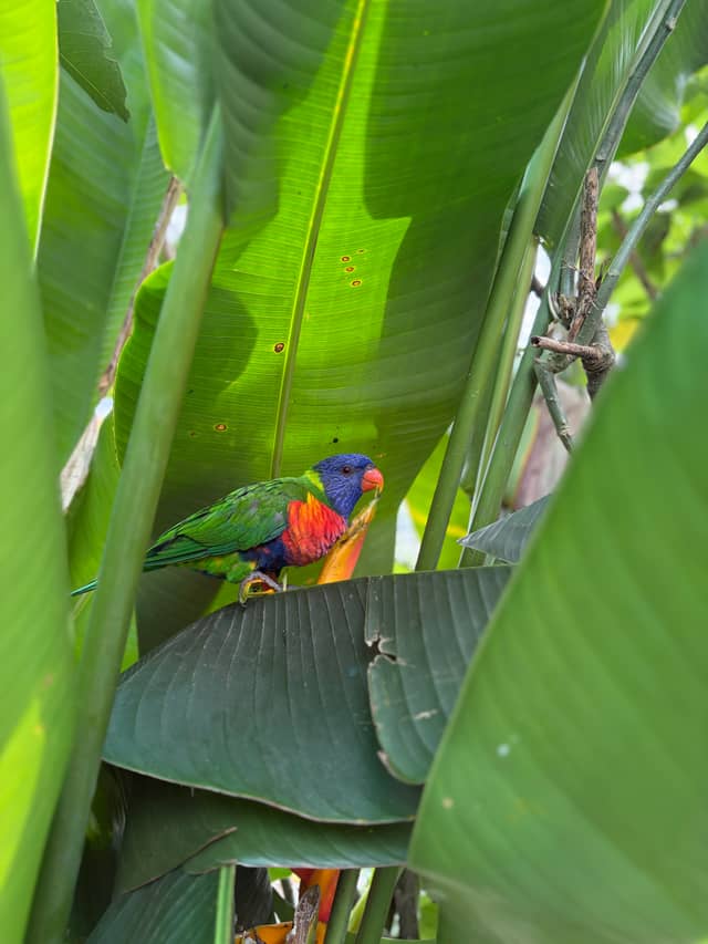 Tropical Bird Garden, Wayanad - Image 1