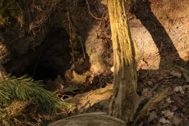 Sallandse Heuvelrug Forest Floor - Image 1