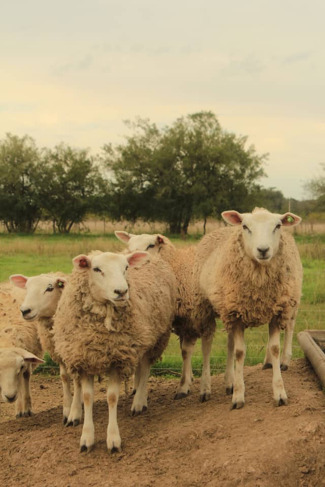 Rural Pastures of Brandsen - Image 1