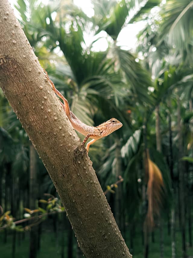 Puttur Tropical Plantation - Image 1
