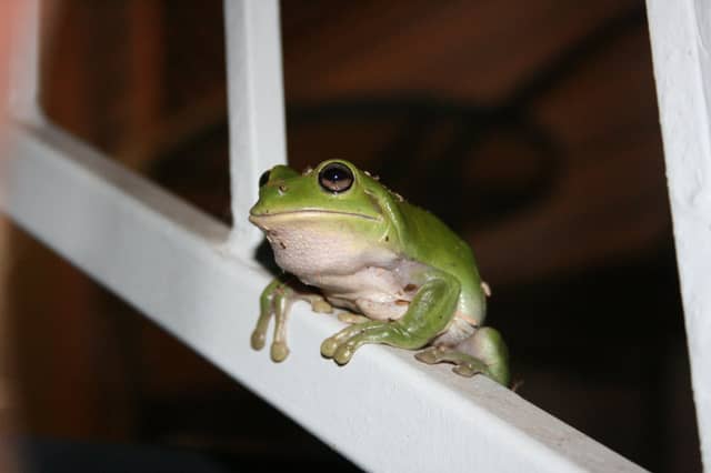 Aitkenvale Garden Wildlife - Image 1