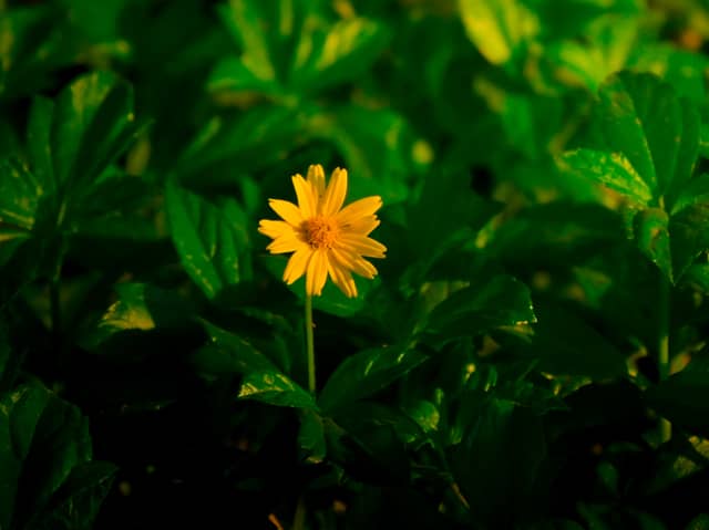 Guntur Garden Flora - Image 1