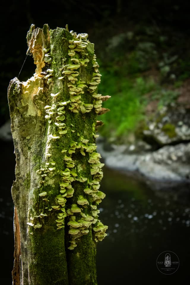 Little River Forest Details - Image 1