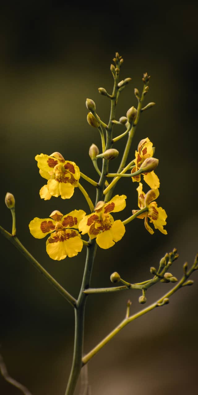 Sonche Canyon Flora - Image 1