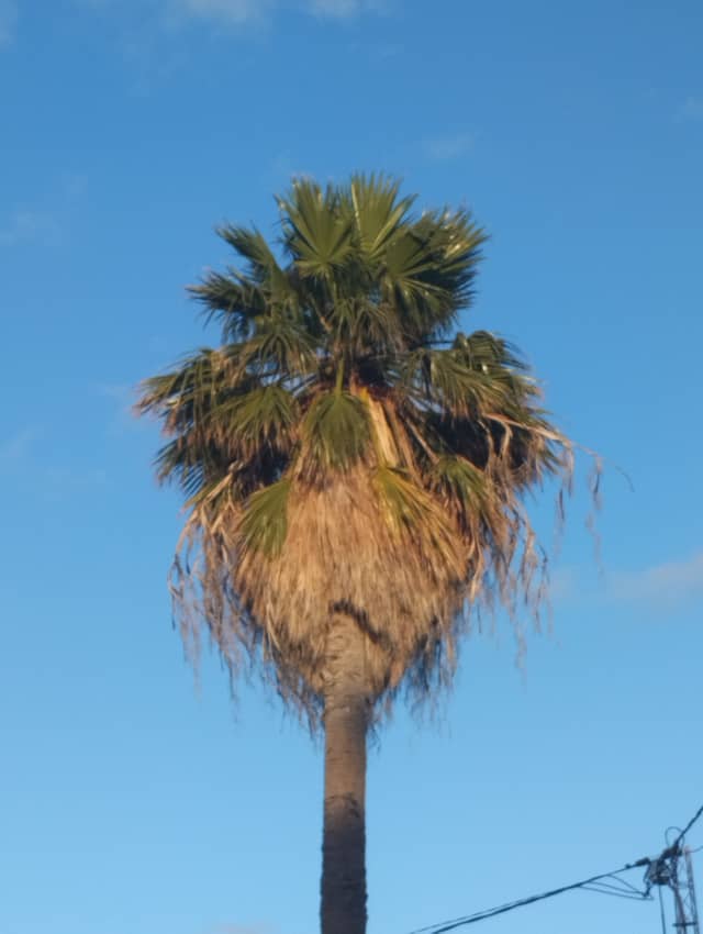 Bizerte Palm Tree - Image 1