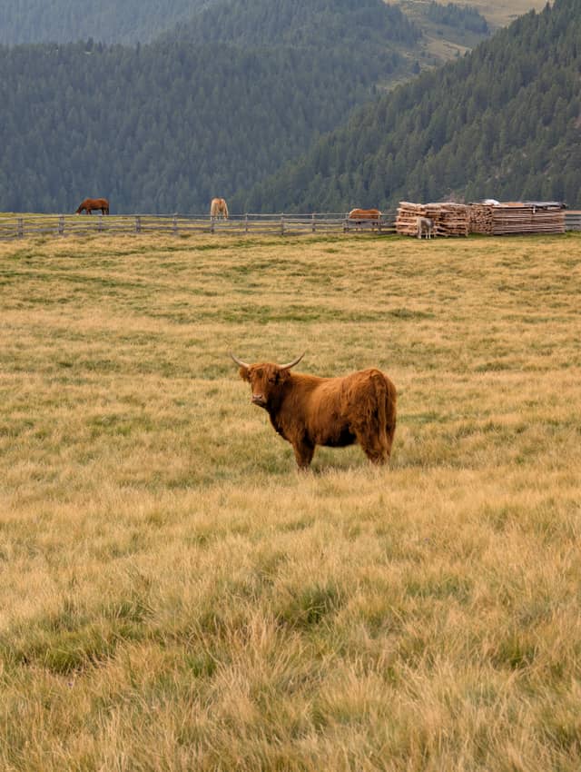 Verano Alpine Meadows - Image 1