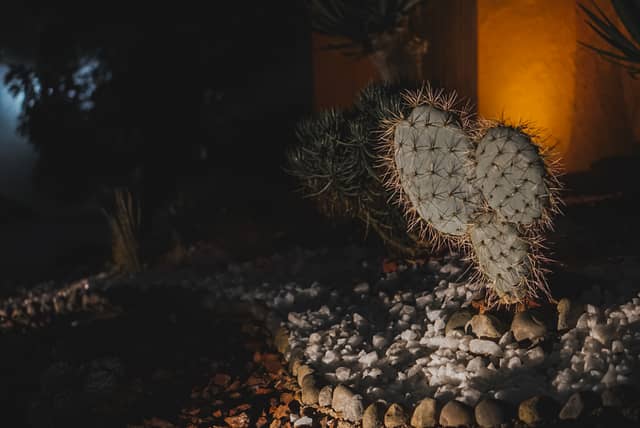 Illuminated Cactus Garden, Quillota - Image 1