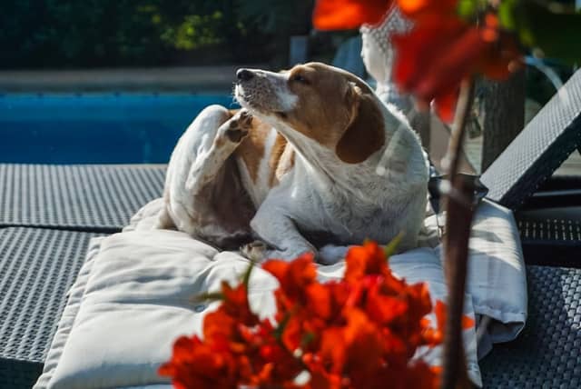 Quillota Garden Poolside - Image 1
