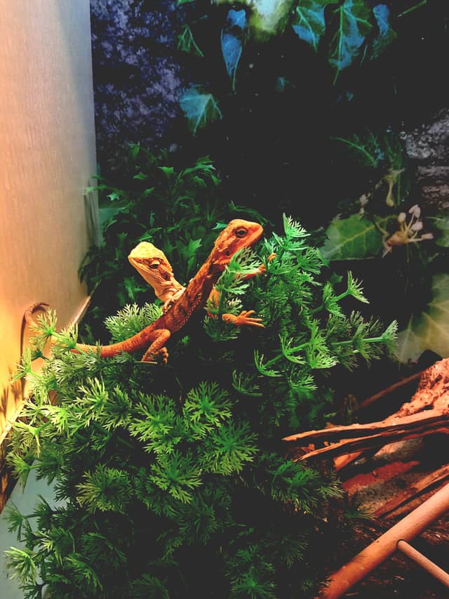Indoor Reptile Enclosure - Image 1
