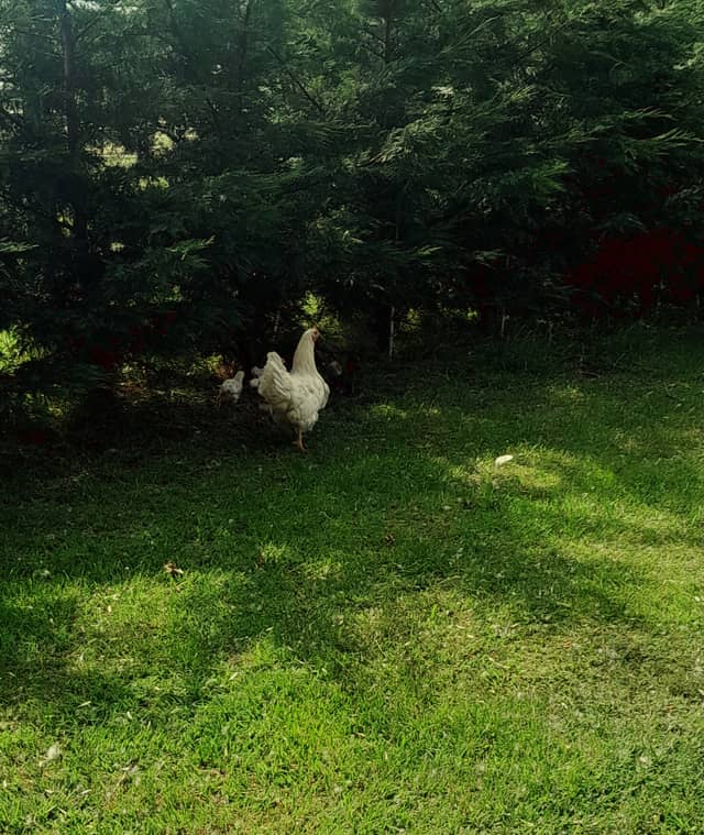 Rural Garden in Dunakiliti - Image 1