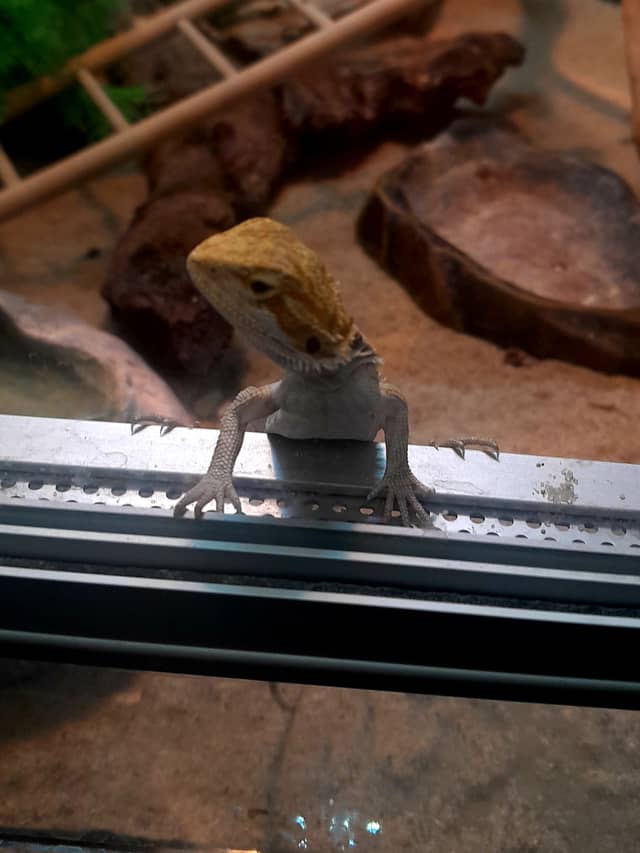 Bearded Dragon Terrarium - Image 1
