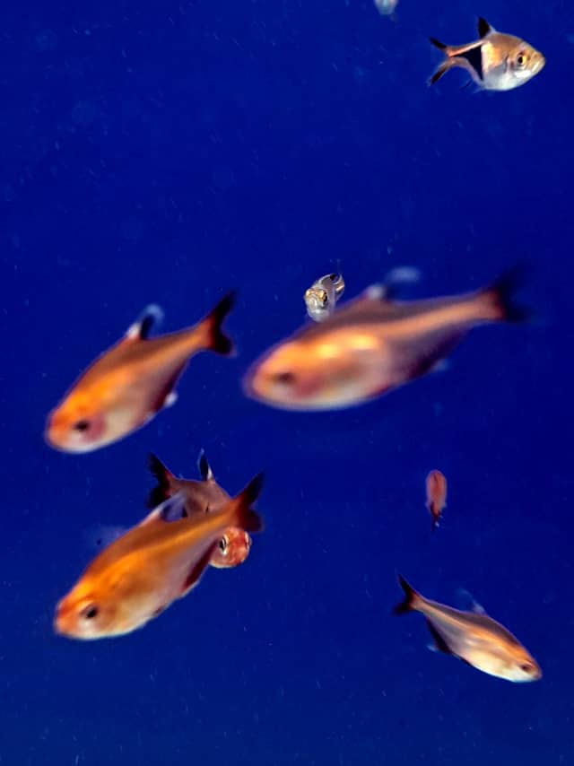 Mosonmagyaróvár Aquarium Display - Image 1