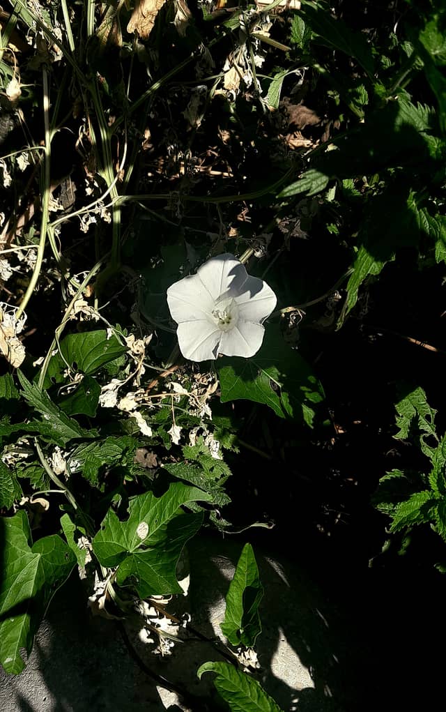Kimle Garden Flora - Image 1