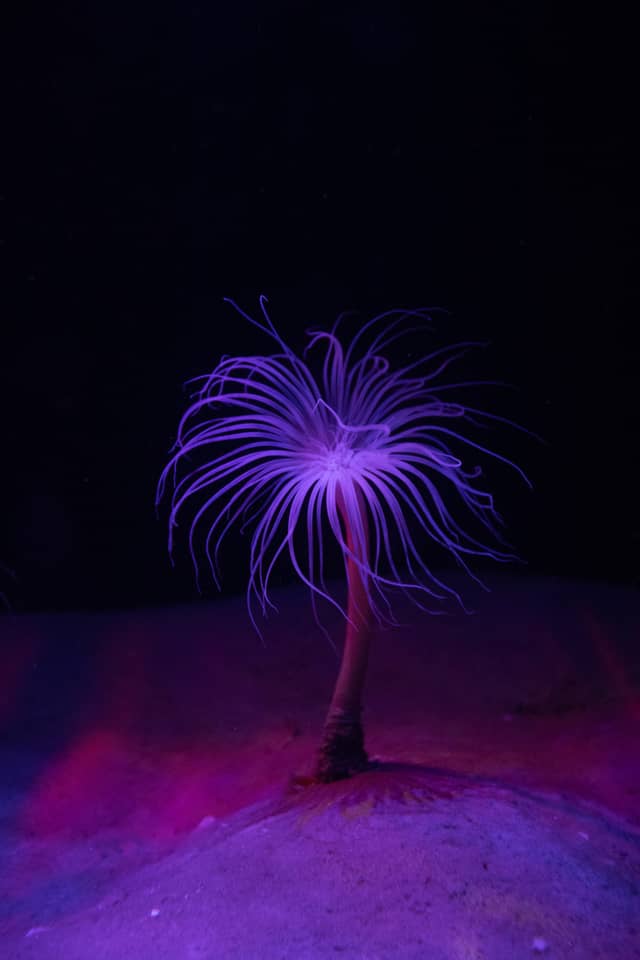Two Oceans Aquarium - Image 1
