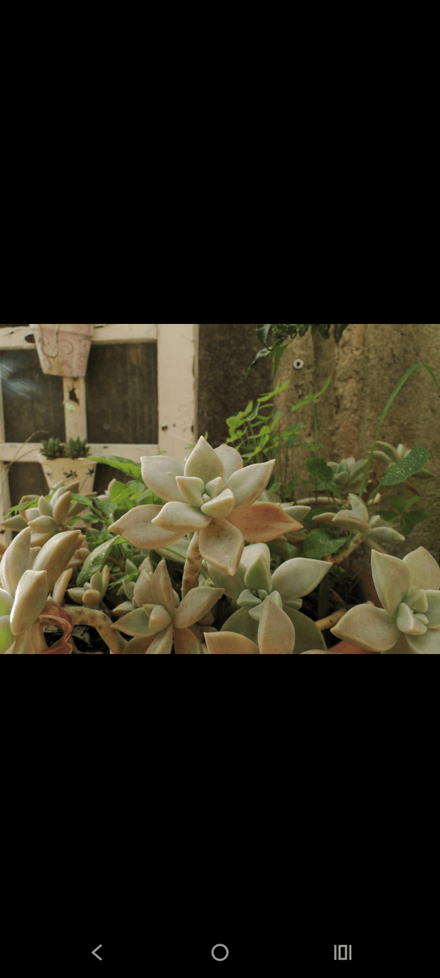 Alto Boqueirão Succulent Garden - Image 1