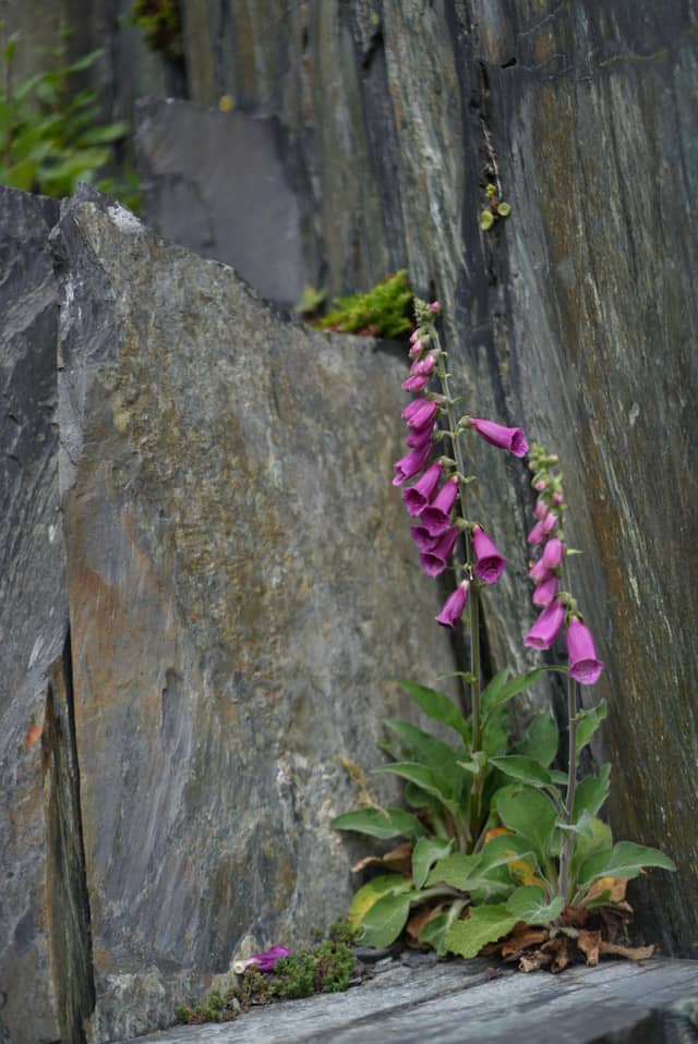 Foxgloves by the Slate Wall - Image 1