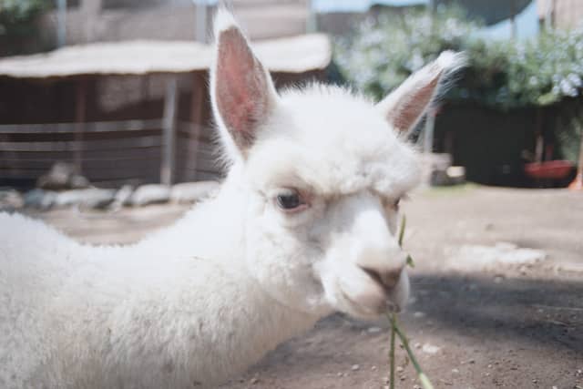 Alpaca Encounter at Petit Thouars - Image 1