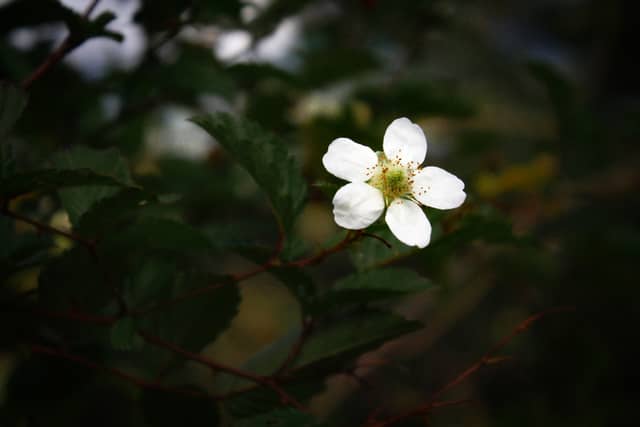 Pinsao Proper Garden - Image 1