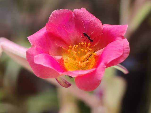 Narmada Valley Wildflowers - Image 1