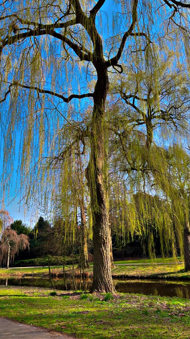 Stadswandelpark Weeping Willows - Image 1