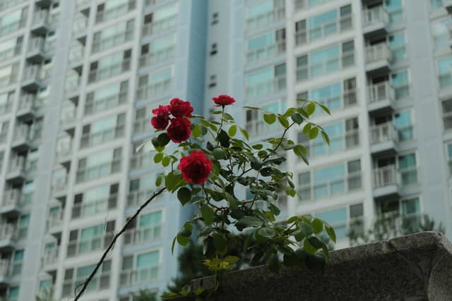 Hopyeong-dong Apartment Garden - Image 1