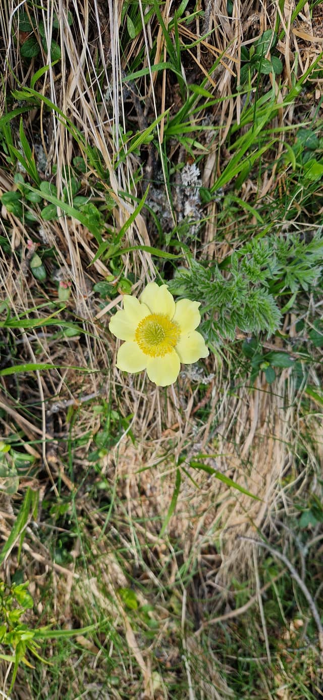 Stelvio National Park Alpine Meadows - Image 1