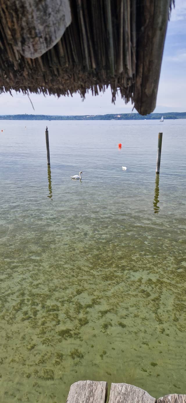 Lake Constance Shoreline - Image 1