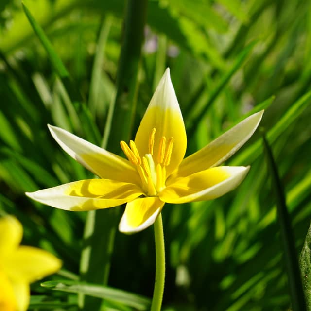 Alpine Wildflower Garden, Bramberg - Image 1