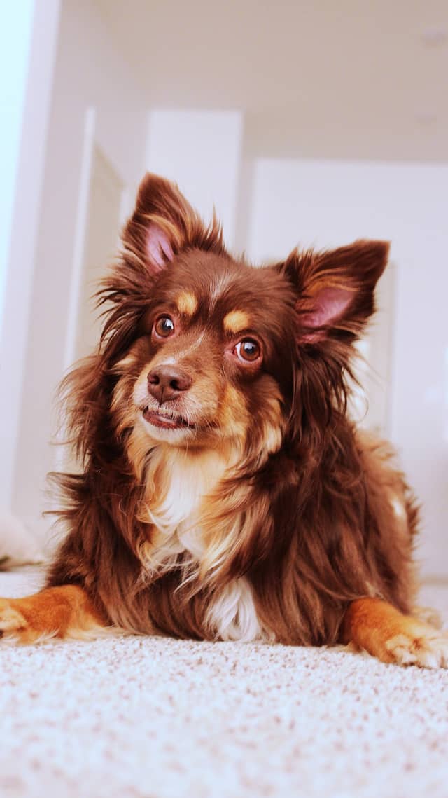 Nibley Pet Portrait Spot - Image 1