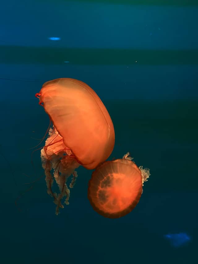 Zaisan Hill Aquarium - Image 1