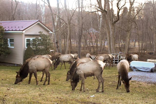 Benezette Elk Country - Image 1
