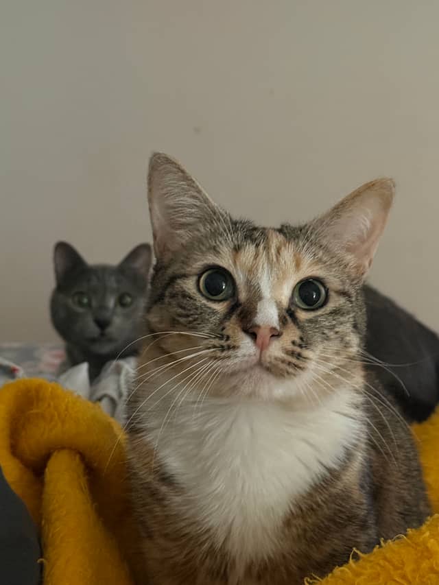 Indoor Pet Portrait in Rasht - Image 1