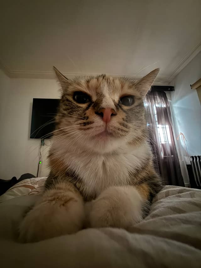 Pet Portrait in Rasht Home - Image 1